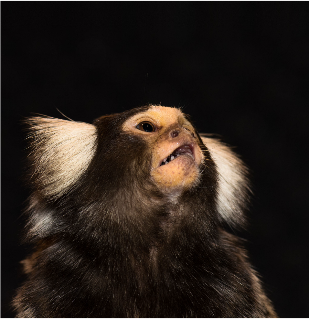 marmoset scaled
