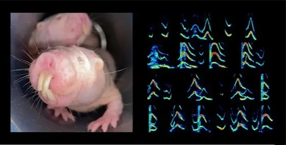 mole naked rat barker