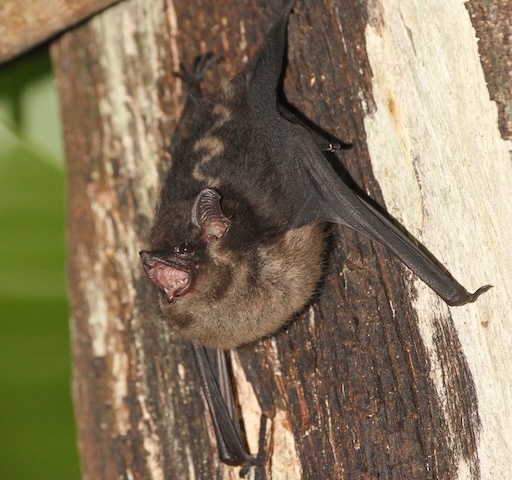 saccopteryx bilineata copy