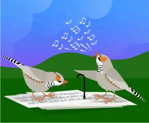zebra finches