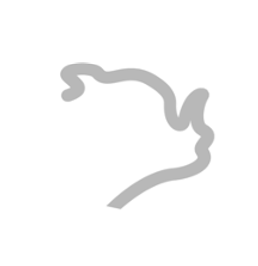 Picture of Comparison of vocal motor control regions in two bat species